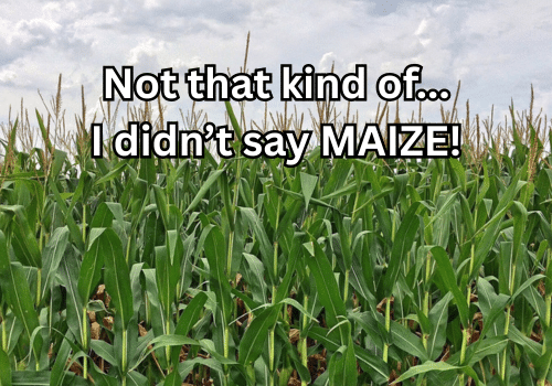 A field of maize with text overlay which reads: "Not that kind of... I didn't say AMIZE!"